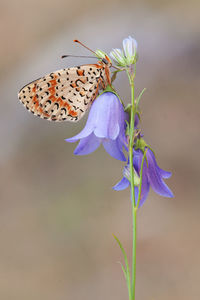 Close-up of butterfly on purple flower