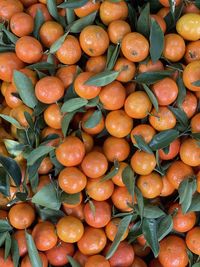 Full frame shot of red fruits