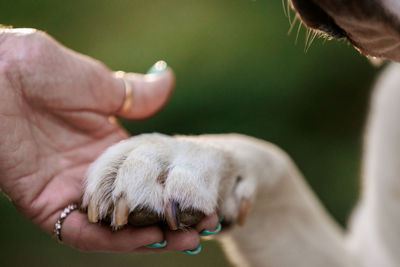Dog paw in persons hand