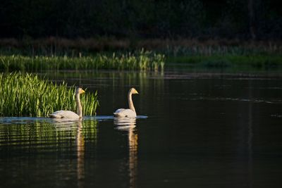 Swans swimming on lake