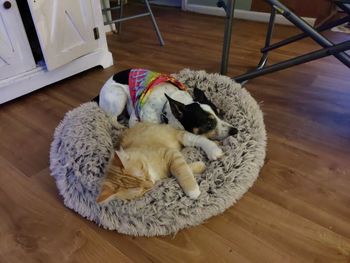 High angle view of cat resting on hardwood floor