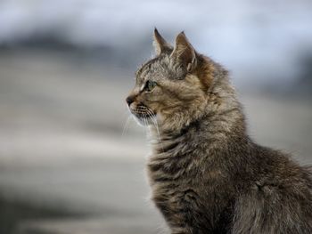 Close-up of a stray cat