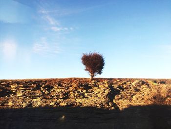 Trees on field against clear blue sky