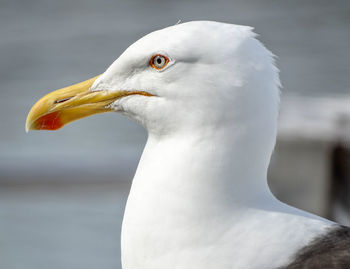 Close-up of seagull