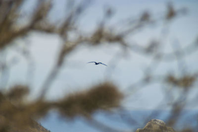 Low angle view of bird flying against sky