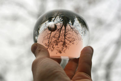 Cropped hand holding crystal ball with reflection of bare tree