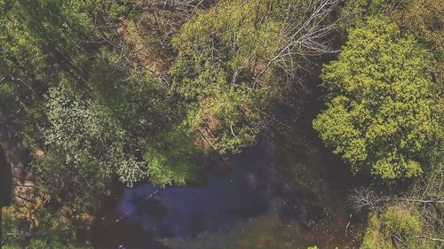 Trees in forest