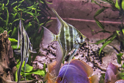 Close-up of an animal on rock