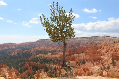 Trees on landscape against sky