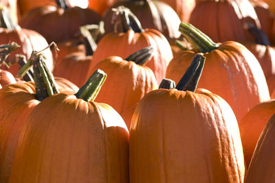 Pumpkins at a farmers market in south hero, vermont.