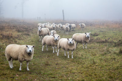 Sheep on field against foggy weather