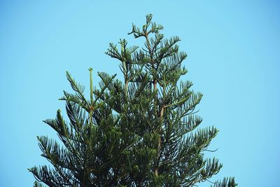 Low angle view of tree against clear blue sky