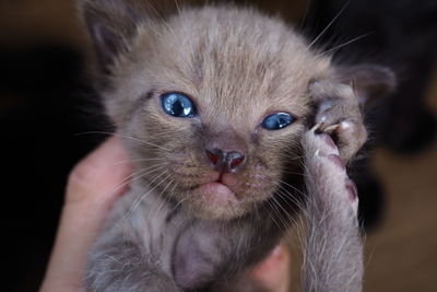Close-up portrait of cat with kitten at black background