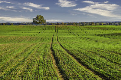 Green ripening agricultural field landscape in the blue cloudy sky