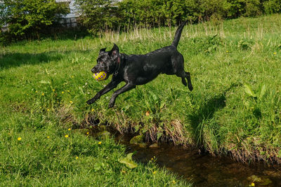 Dogs on grassy field