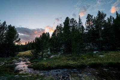 Scenic view of forest against sky during sunset