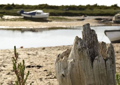 Close-up of driftwood on tree stump