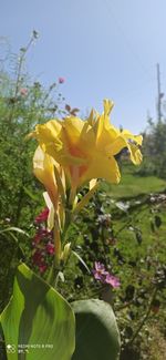 Close-up of yellow flowering plant against sky