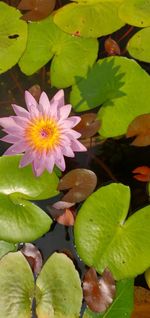 Close-up of lotus water lily in pond