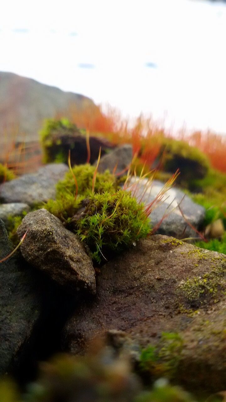 selective focus, surface level, tranquility, nature, tranquil scene, rock - object, plant, growth, grass, sky, beauty in nature, landscape, moss, scenics, focus on foreground, outdoors, stone - object, focus on background, green color, no people