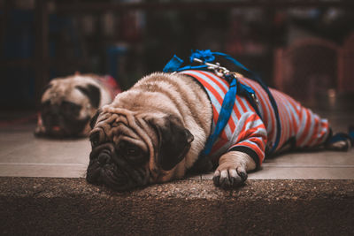 Dog sleeping on floor