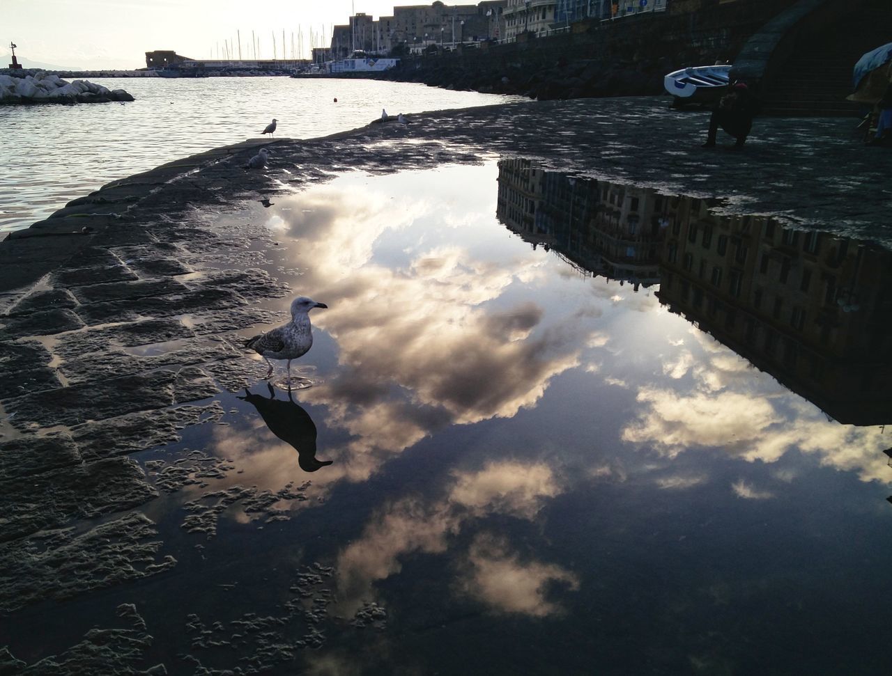 SWAN SWIMMING IN WATER