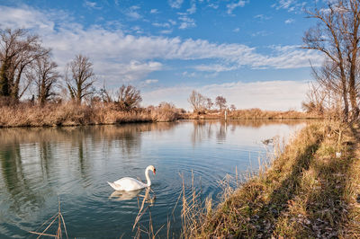 Swans swimming in lake against sky