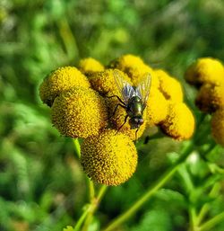 Close-up of bee pollinating on yellow flower