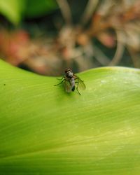 Close-up of insect on leaf