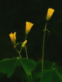 Close-up of leaves