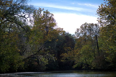Trees by water against sky
