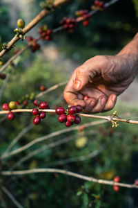 Close-up of hand holding berries