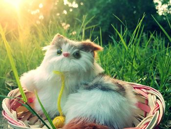 View of a cat on field