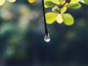 Close-up of water drop on leaf