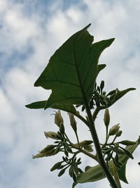 Low angle view of plant against sky