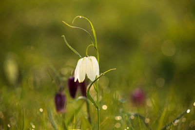 Close-up of flowering plant on field