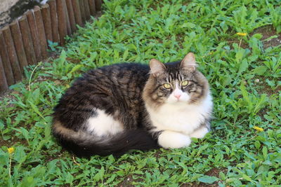 Portrait of a cat on green plants