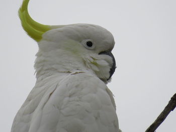 Close-up of a bird against clear sky
