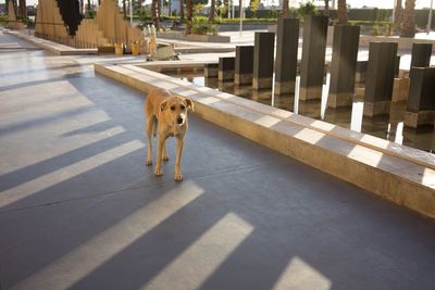 Dog standing on footpath