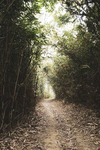 Footpath amidst trees in forest