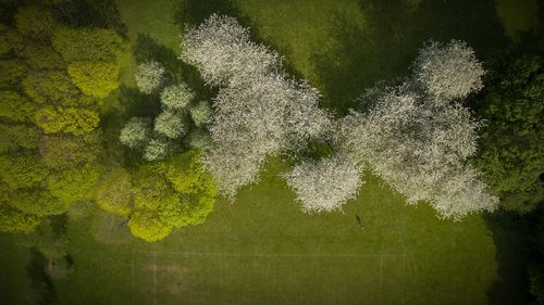 Close-up of fresh green grass