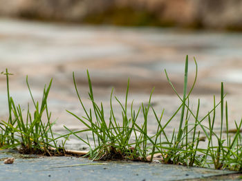 Close-up of grass by river