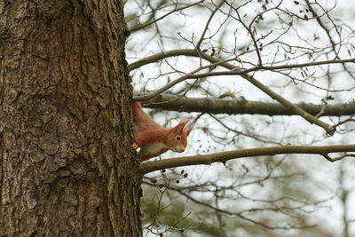 Fox on tree