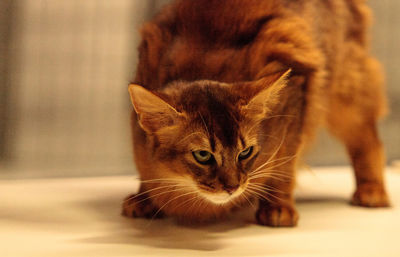 Close-up of cat looking away at home