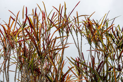 Close-up of stalks in field against clear sky