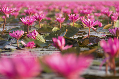 Close-up of pink flowers