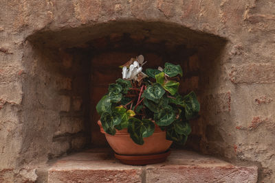 plant