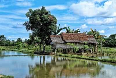 An old wooden hut on the rice field