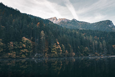 Scenic view of pine trees by lake against sky