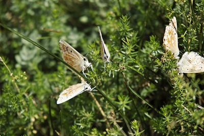 Close-up of butterfly on flower